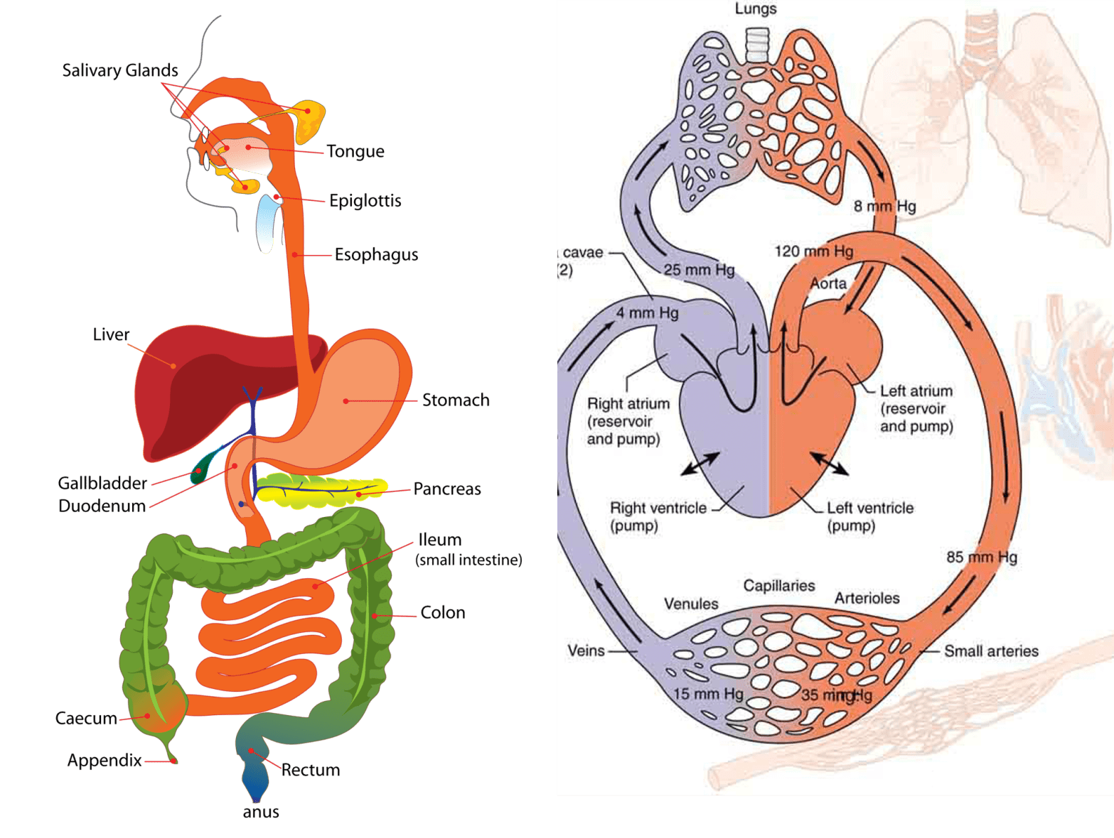 The Digestive and Circulatory Systems Revision Quiz For Kids 4 through 12